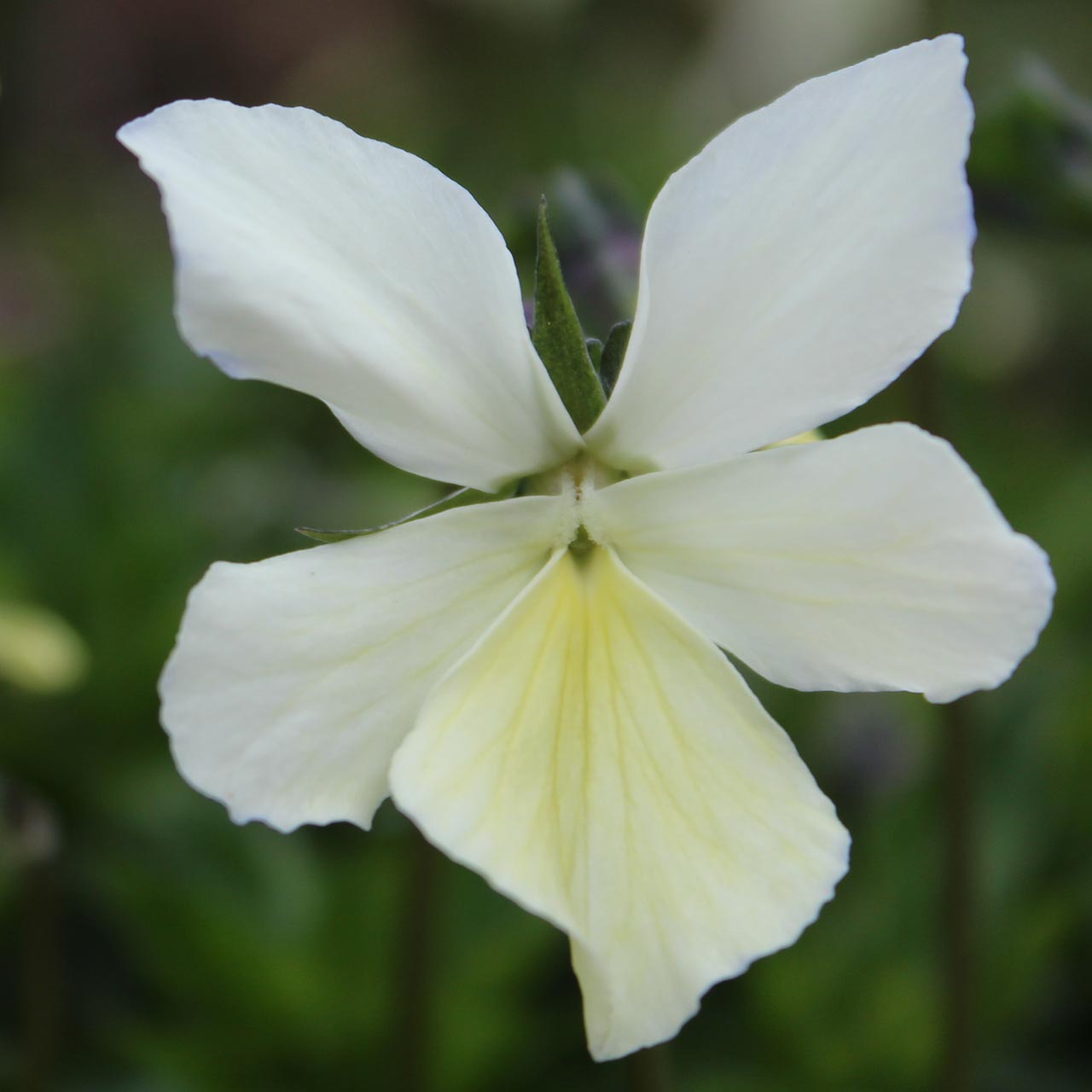 Viola cornuta 'Foxbrook Cream'